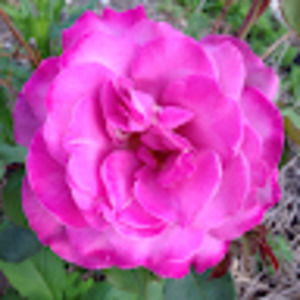 Meet your Posher, Lori